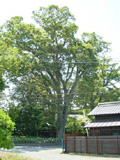 古賀市の巨木11