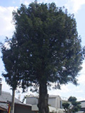 古賀市の巨木17