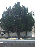 古賀市の巨木18