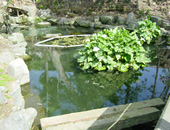 川嶋邸湧水（薦野）