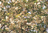 五所八幡宮の右近桜