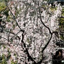 「グリンパークはベニスモモが満開」イメージ