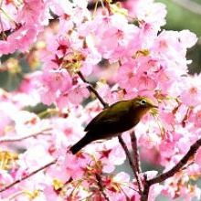 「ししぶ山は花盛りです」イメージ