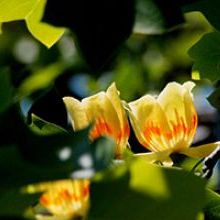 「ユリの木の花が満開ですよ」イメージ