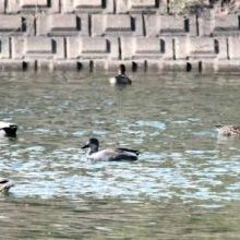 「カモ達のウォッチングをどうぞ」イメージ