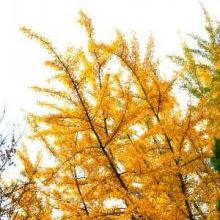 「綺麗な紅葉を独り占めしました」イメージ