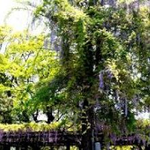「市役所入り口の藤の花が見頃です」イメージ