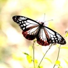「古賀にアサギマダラが来ましたよ」イメージ