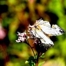 「いろんな蝶が遊びに来てますよ」イメージ