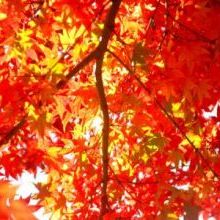 「ししぶ山の紅葉はまだ楽しめます」イメージ