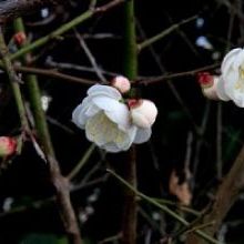 「一足早く春の便りをどうぞ」イメージ