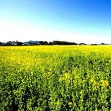 「一足早く春をお届けします」イメージ