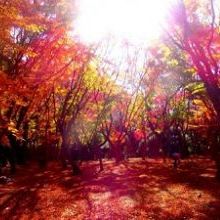 「興山園は秋真っ盛りです」イメージ