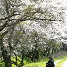 「満開の桜に心も満開」イメージ