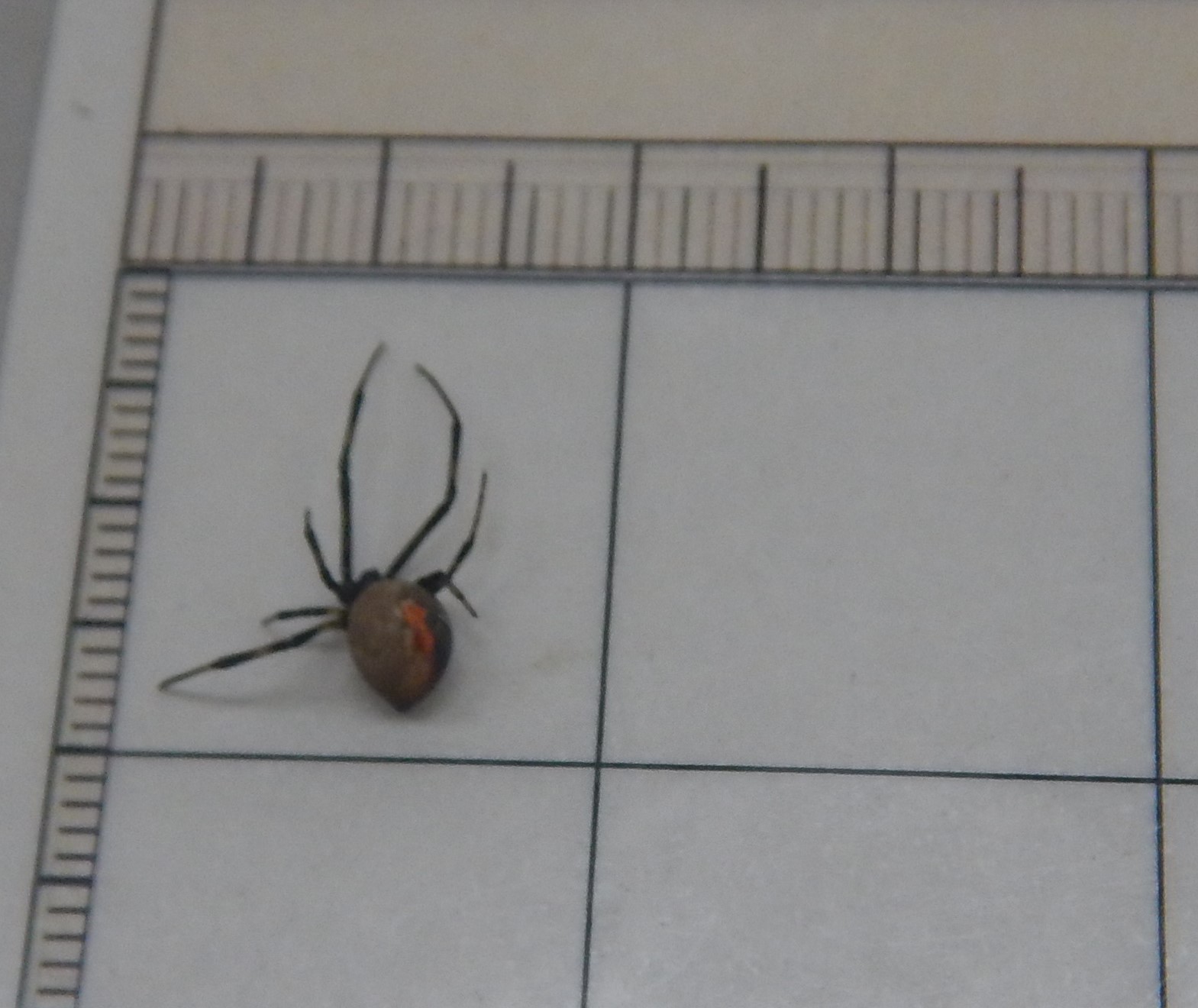 セアカゴケグモの写真