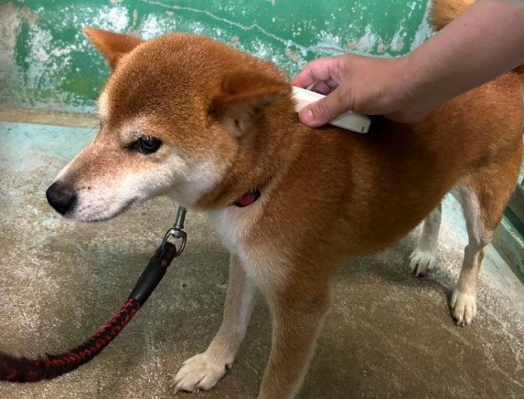 犬　薬王寺